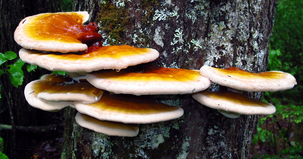 Reishi