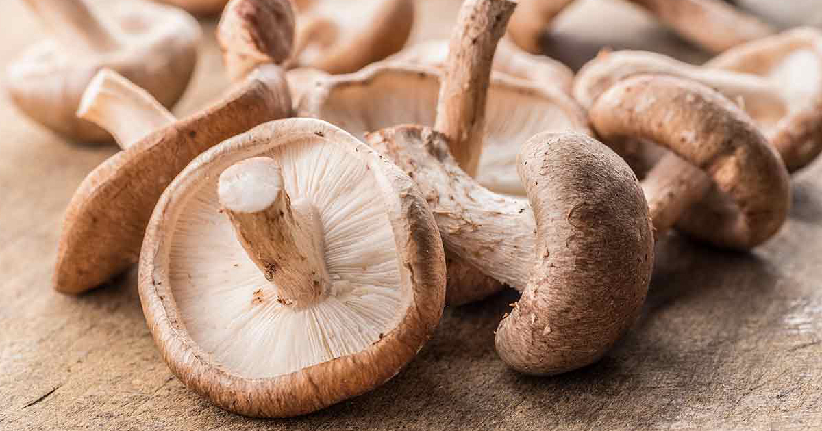Shiitake