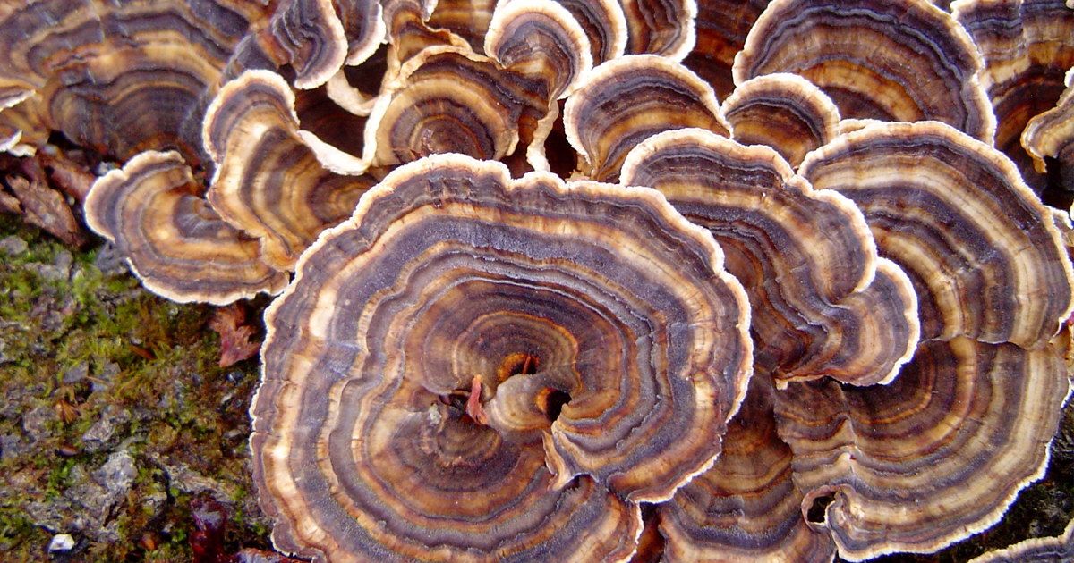 Turkey Tail